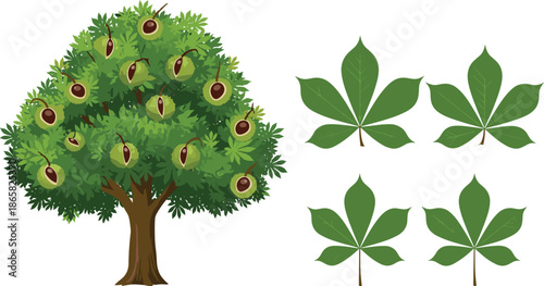 Lush horse chestnut tree with green palmate leaves and spiky fruits isolated on white botanical illustration for nature education