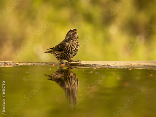 Fauna in the Buixcarro nature reserve, Bocairent, Spain