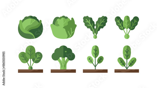 Flat design green vegetables set with spinach, broccoli, cabbage illustrations