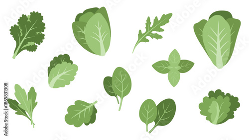 Fresh green leaves collection: diverse salad greens on a white background