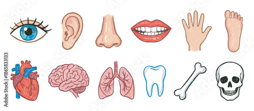 Set of human body parts and organs including the eye, ear, nose, mouth, heart, brain, lungs, and skull drawn in a simple, sketchy, and colorful illustration style