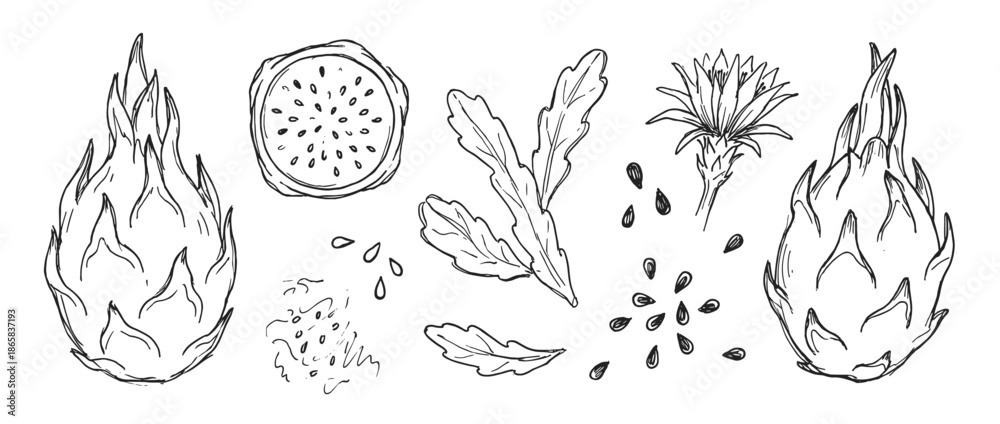Fototapeta premium Hand-drawn dragon fruit illustration set with whole pitaya, slice, seeds, flower, and leaves in a black and white botanical sketch style for healthy food concepts
