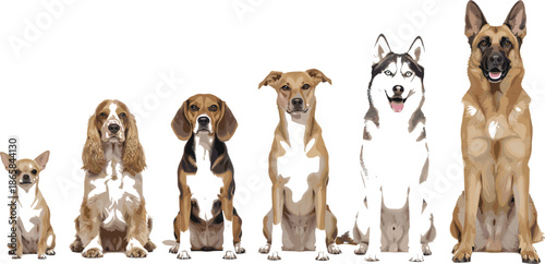 Diverse dog breeds lineup from small to large including Chihuahua Cocker Spaniel Beagle Husky and German Shepherd for canine size comparison and pet growth.