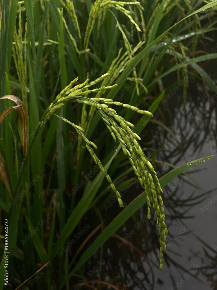 Fototapeta premium rice in the field