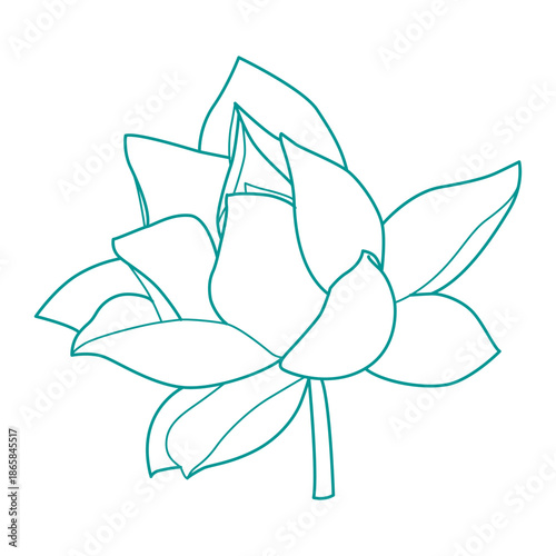 The Vietnamese lotus flower, also known as the national flower of Vietnam