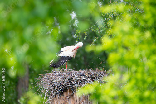 Fotografija White stork bird on the nest surrounded by green trees, ciconia in spring, Oberh