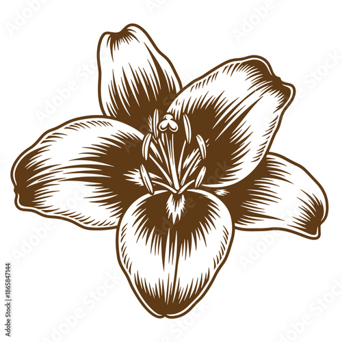 Vintage Brown and white illustration of a flower with six petals and stamens on a plain white background for design and decoration purposes