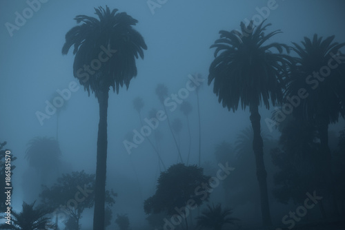 Tall Palms on Foggy Night in Elysian Park