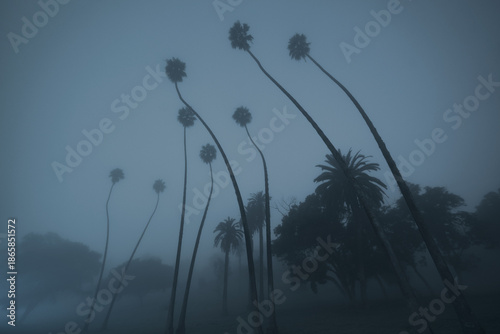 Tall Palms on Foggy Night in Elysian Park