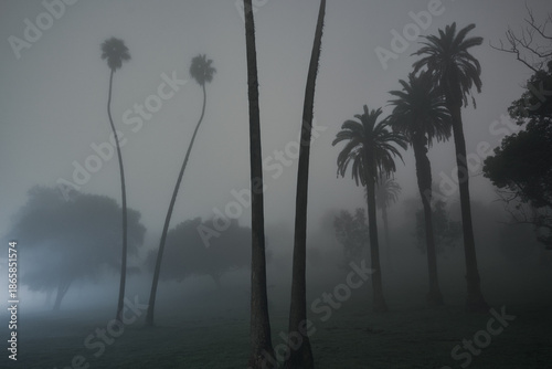 Tall Palms on Foggy Night in Elysian Park