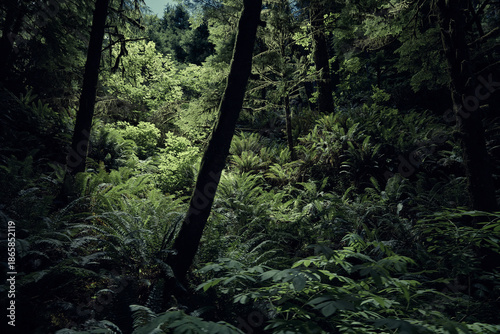 Verdant Mossy Fern Filled Forest Along Oregon Coast
