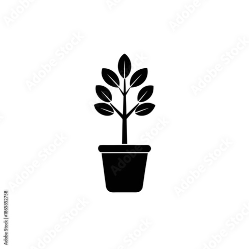 Small potted plant