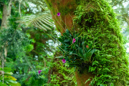 Masdevallia orchid blooming directly on tree trunk, showing natural epiphytic growth habit and delicate flower structure. Suitable for exotic plant marketing.