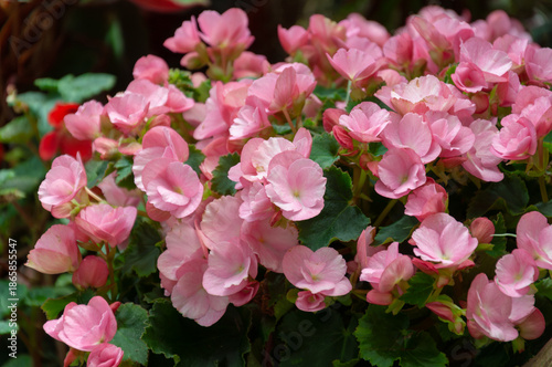 Bild auf Leinwand Pink wax begonia flowers forming dense bedding display with compact growth and green foliage