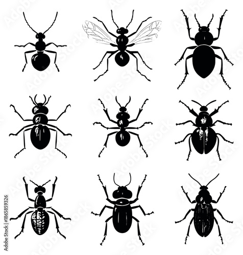 Hand drawn silhouette insect and bug set featuring various ant and beetle types for nature and entomology studies