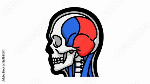 Stylized cross-section of a human head, showing skull, brain lobes, and neck muscles