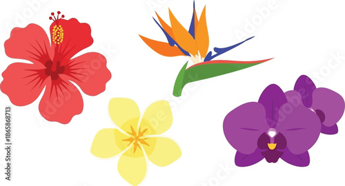 Tropical Flowers Set Flat vector set of 4 tropical blooms hibiscus bird of paradise frangipani and orchid