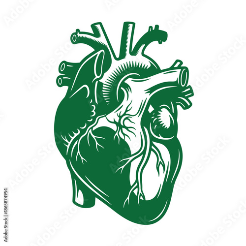 Green human heart anatomy illustration with arteries and veins isolated on white background