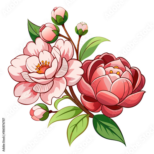 Pink and red camellia flowers with buds and green leaves on a black background