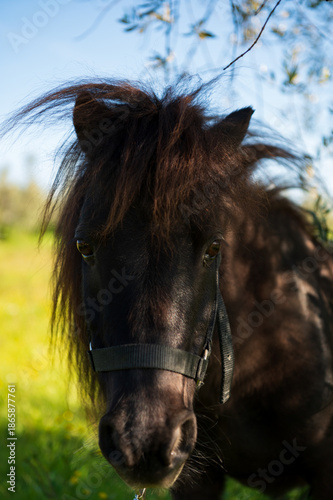 Obraz na plátně Falabella in campagna
