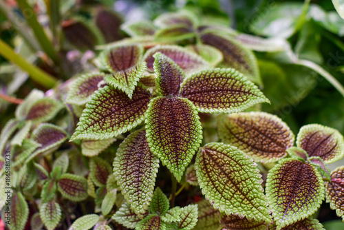 Colorful Textured Leaves of Pilea Plant in Natural Light. Selective focus.