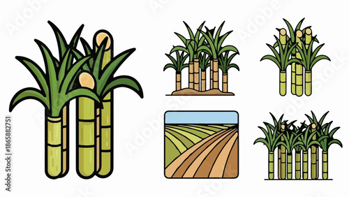 Collection of simplified illustrations depicting sugar cane stalks and cultivated fields