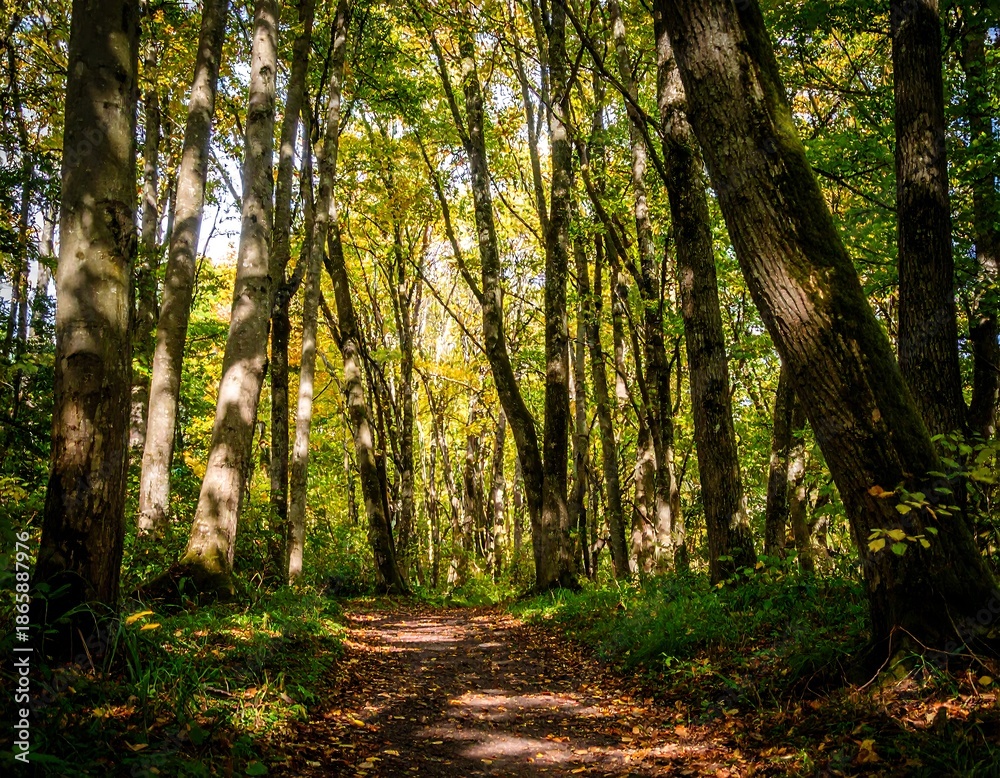 Obraz premium Sunlight filters through autumn trees lining a forest path