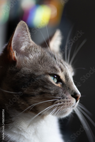 Healthy young adult cat with green eyes looking down or forward while sitting comfortably in a home