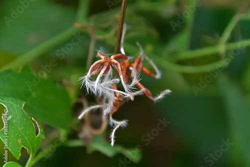 センニンソウの銀白色の長い毛を伸ばした果実