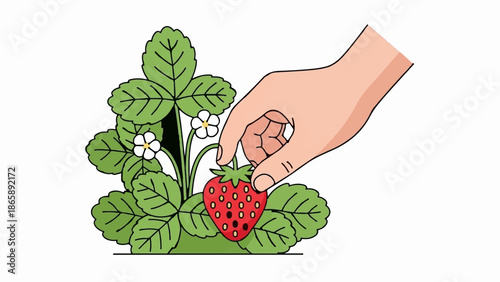 Hand picking a ripe red strawberry from a plant with green leaves and white flowers