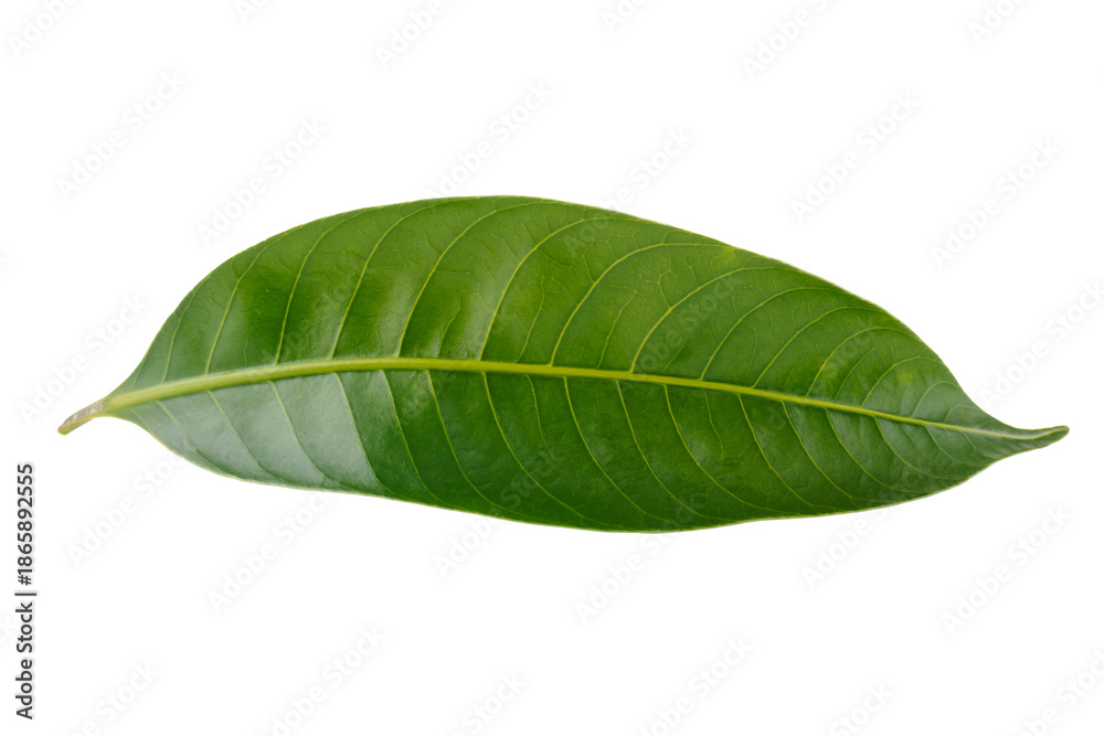 Obraz premium Leaves of the Marian plum isolated on a white background