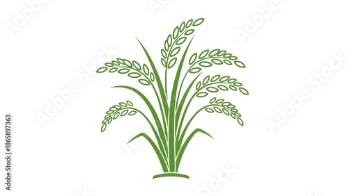 Green rice plant with long leaves.