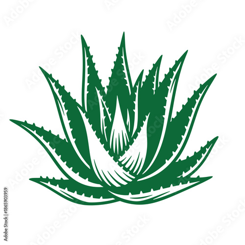 Aloe vera plant with green leaves and serrated edges isolated on white background