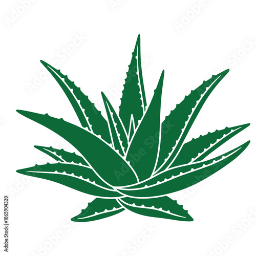 Aloe vera plant with large green leaves and sharp edges isolated on white background