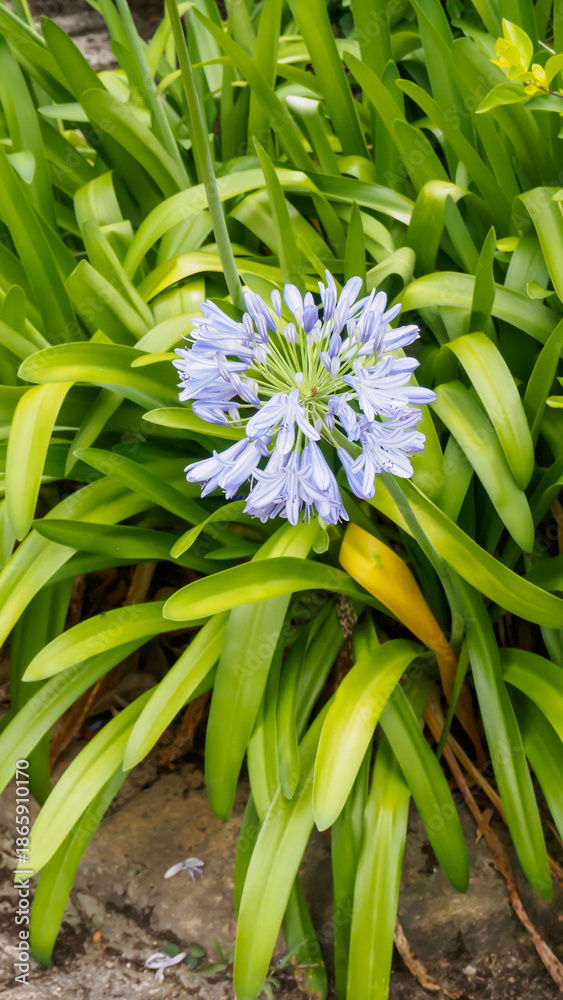 Obraz premium Large blue inflorescence of the agapanthus African lily