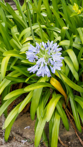 Large blue inflorescence of the agapanthus African lily