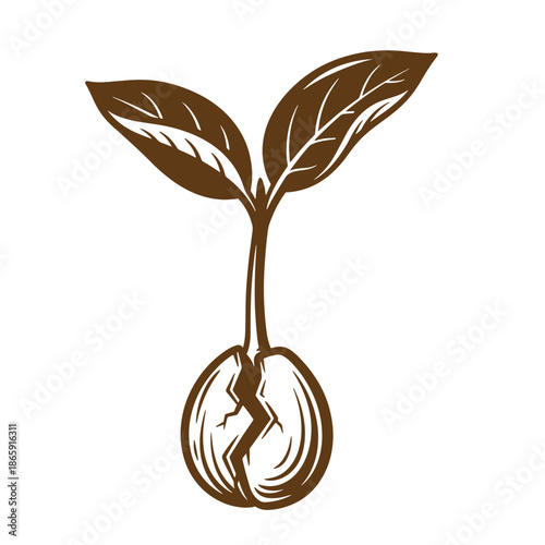 Brown seedling sprouting from cracked seed with two leaves on white background