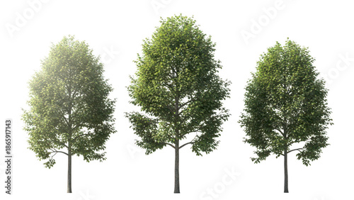 Lush green trees with full foliage standing upright on grass in a park or natural setting isolated on transparent background