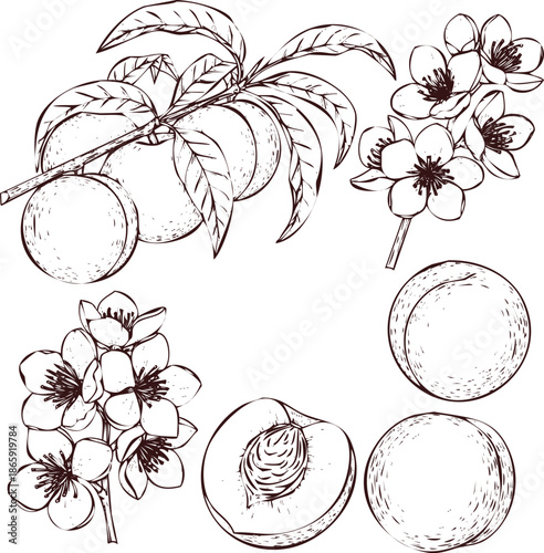 Hand Drawn Peach Tree Branch with Fruits and Blossoms Sketch flower