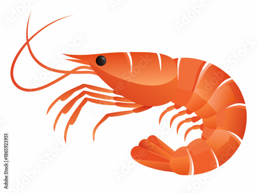 An illustration of a vibrant orange shrimp with detailed anatomical features