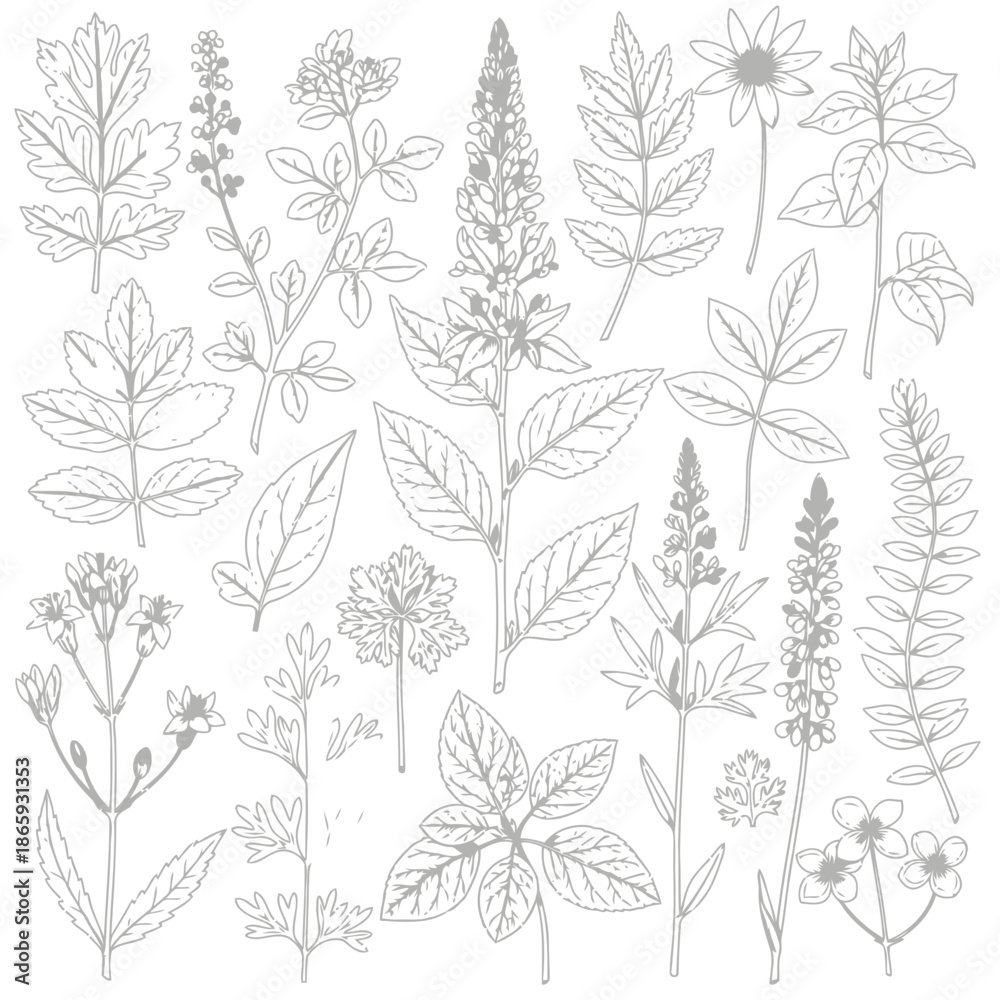 Fototapeta premium Collection of botanical illustrations featuring various leaves and plants in detailed line art style