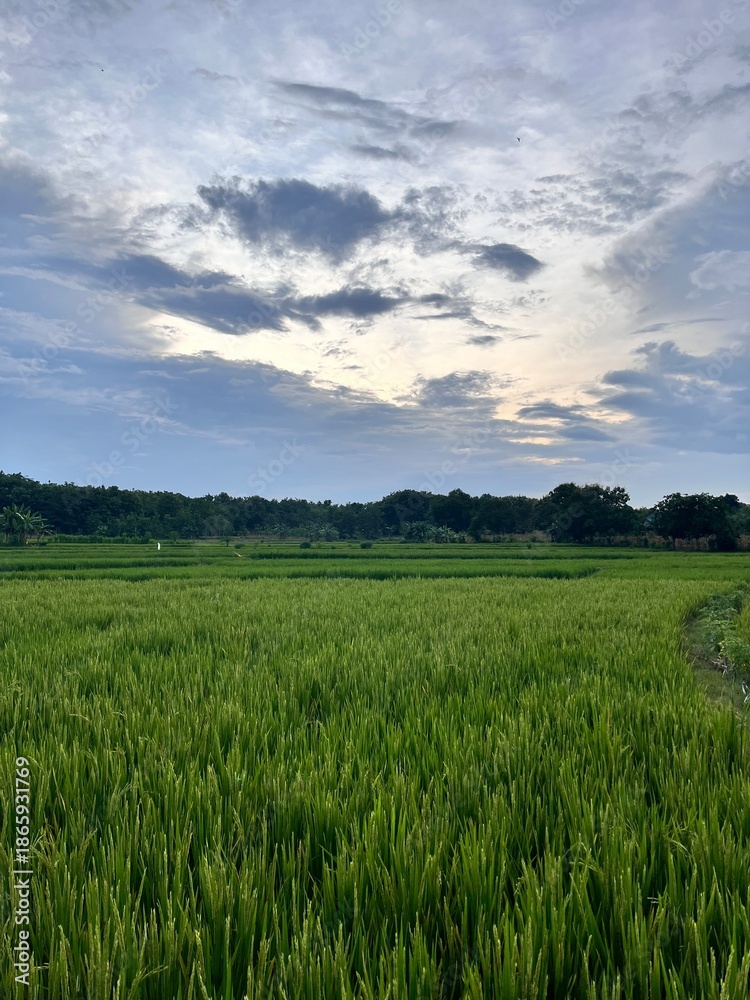 Obraz premium green field and blue sky