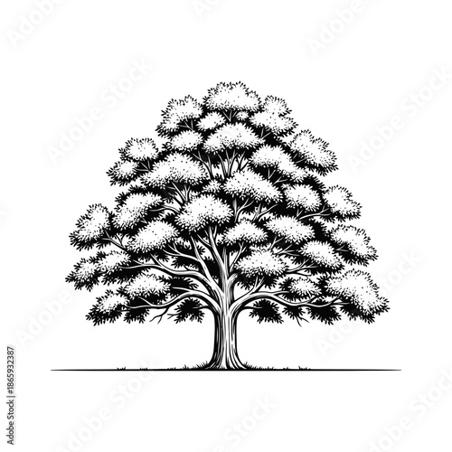 Black and white illustration of a large tree with a thick trunk and extensive branches