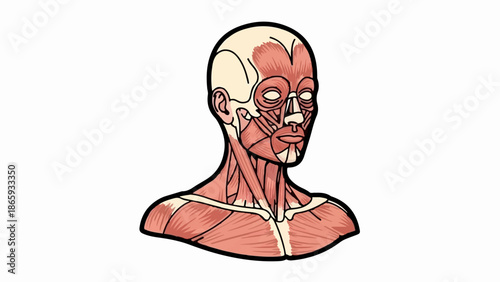 Stylized illustration of human head and neck musculature