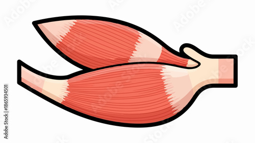 Stylized illustration of two bundled muscle fibers and part of a hand