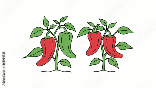 Two colorful chili pepper plants growing in the soil