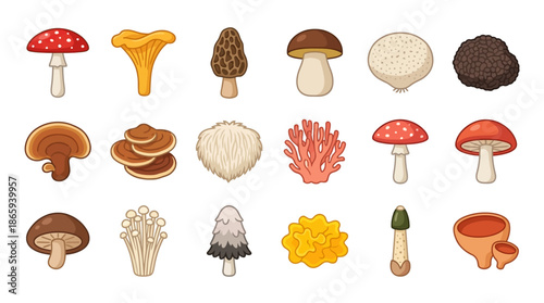 Collection of Various Mushroom Species Illustrations.