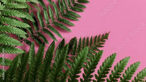 Green fern leaves on bright pink background flat lay with copy space