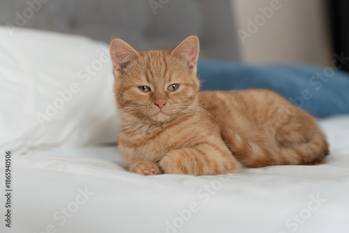 Sleepy ginger tabby kitten resting on a white bed in soft natural light, cozy bedroom background with a blurred blue pillow.