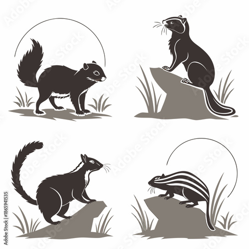 Illustrations of various squirrels